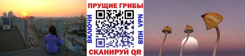 Псилоцибиновые грибы Psilocybe Дегтярск